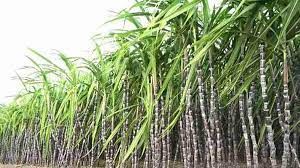 बालोद जिले के गन्ना किसानों को मिला रिकव्हरी प्रोत्साहन राशि बालोद जिले के गन्ना किसानों को मिला रिकव्हरी प्रोत्साहन राशि