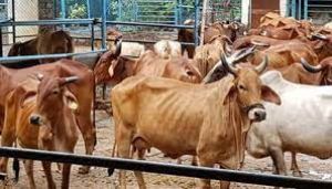गौठानों में 8.57 लाख रुपये का गौमूत्र क्रय