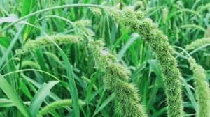 तीन गुना बढ़ा कोदो-कुटकी-रागी का रकबा तीन गुना बढ़ा कोदो-कुटकी-रागी का रकबा