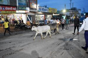 पशु मालिकों द्वारा अपने अहाते में पशुओं को न रखने पर होगी कार्रवाई पशु मालिकों द्वारा अपने अहाते में पशुओं को न रखने पर होगी कार्रवाई
