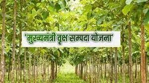  ‘मुख्यमंत्री वृक्ष संपदा’: किसानों का दिनों-दिन बढ़ रहा रूझान
