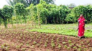 गांव की धरोहर बाड़ी से मिल रही लोगों को हरी साग-सब्जियां गांव की धरोहर बाड़ी से मिल रही लोगों को हरी साग-सब्जियां