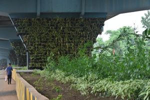 हरियर छत्तीसगढ़ योजना में निगम कर रहा है वृक्षारोपण हरियर छत्तीसगढ़ योजना में निगम कर रहा है वृक्षारोपण