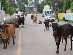 सड़कों पर आवारा पशु पाए जाने पर आम नागरिक तत्काल सूचित करें टोल फ्री नम्बर पर सड़कों पर आवारा पशु पाए जाने पर आम नागरिक तत्काल सूचित करें टोल फ्री नम्बर पर