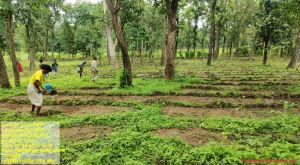 राज्य में वन विभाग द्वारा वृक्षारोपण का कार्य जोरों पर राज्य में वन विभाग द्वारा वृक्षारोपण का कार्य जोरों पर