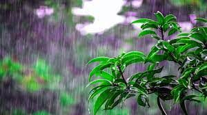 दुर्ग जिले में अब तक 486.3 मि.मी. औसत वर्षा दर्ज