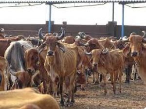 गौठानों में 9.02 लाख रुपये का गौमूत्र क्रय