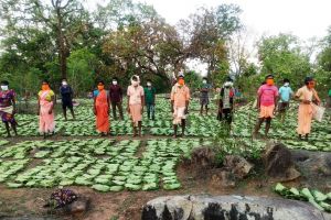 तेन्दूपत्ता संग्राहक सामाजिक सुरक्षा योजना: 97.74 करोड़ रूपए की राशि का भुगतान तेन्दूपत्ता संग्राहक सामाजिक सुरक्षा योजना: 97.74 करोड़ रूपए की राशि का भुगतान