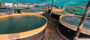 मत्स्य बीज उत्पादन के क्षेत्र में छत्तीसगढ़ बना पांचवां बड़ा राज्य मत्स्य बीज उत्पादन के क्षेत्र में छत्तीसगढ़ बना पांचवां बड़ा राज्य