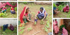 कुपोषित बच्चों, एनीमिया पीडि़त महिलाओं के घरों में पपीता-मुनगे के पौधे का रोपण कुपोषित बच्चों, एनीमिया पीडि़त महिलाओं के घरों में पपीता-मुनगे के पौधे का रोपण