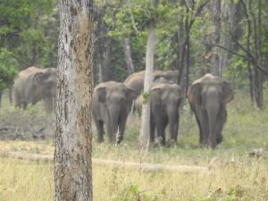 मानव-हाथी द्वंद पर नियंत्रण के लिए वन विभाग द्वारा विशेष मॉनिटरिंग मानव-हाथी द्वंद पर नियंत्रण के लिए वन विभाग द्वारा विशेष मॉनिटरिंग