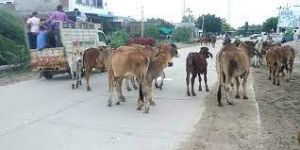  आवारा पशुओं के कारण हो रही दुर्घटनाओं में जानमाल की क्षति को रोकने के लिए निर्देश जारी