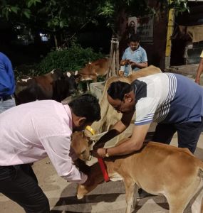 घुमन्तू पशुओं में लगाये गये अब तक 1057 रेडियम बेल्ट एवं 1145 ईयर टैग घुमन्तू पशुओं में लगाये गये अब तक 1057 रेडियम बेल्ट एवं 1145 ईयर टैग