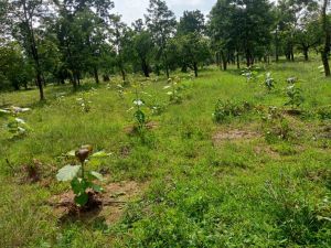 ’मुख्यमंत्री वृक्ष सम्पदा योजना ’: पर्यावरण संरक्षण के साथ होगा मृदा संरक्षण ’मुख्यमंत्री वृक्ष सम्पदा योजना ’: पर्यावरण संरक्षण के साथ होगा मृदा संरक्षण