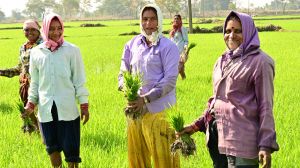 राजीव गांधी किसान न्याय योजना से समृद्ध होती खेती-किसानी राजीव गांधी किसान न्याय योजना से समृद्ध होती खेती-किसानी