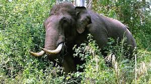 जंगली हाथी ने 80 वर्षीय महिला को मार डाला...! जंगली हाथी ने 80 वर्षीय महिला को मार डाला...!