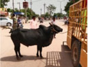 आवारा मवेशियों की हो रही धरपकड़ आवारा मवेशियों की हो रही धरपकड़
