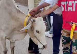  सड़क दुर्घटना रोकने जांजगीर-चांपा जिले में 1839 घुमन्तु पशुओं का गौठानों में किया गया व्यवस्थापन