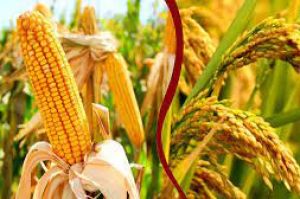 समर्थन मूल्य पर धान एवं मक्का खरीदी हेतु एकीकृत पोर्टल 