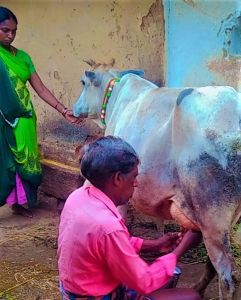 गौ पालन से श्री पराऊ साहू की आर्थिक हालात सुधरी गौ पालन से श्री पराऊ साहू की आर्थिक हालात सुधरी