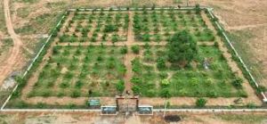 कृष्ण कुंज से पल्लवित होता प्रकृति के साथ संस्कृति का मेल कृष्ण कुंज से पल्लवित होता प्रकृति के साथ संस्कृति का मेल