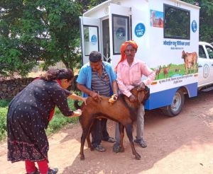राज्य में मोबाइल पशु चिकित्सा यूनिट के जरिए पशुधन के इलाज की घर पहुंच सेवा राज्य में मोबाइल पशु चिकित्सा यूनिट के जरिए पशुधन के इलाज की घर पहुंच सेवा