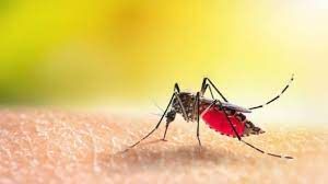  डेंगू की रोकथाम हेतु सघन अभियान