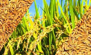 धान उपार्जन के लिए राज्य स्तरीय नियंत्रण केन्द्र स्थापित