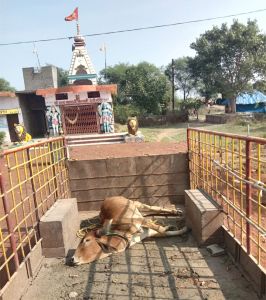 काऊ कैचर टीम ने डुंडा से अस्वस्थ गाय को पहुंचाया पशु चिकित्सालय  