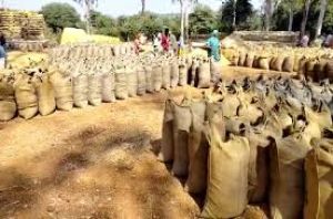 बालोद जिले में खरीफ विपणन वर्ष 2023-24 के अंतर्गत अब तक 02 लाख 37 हजार 759 मेट्रिक टन से अधिक धान की हुई खरीदी