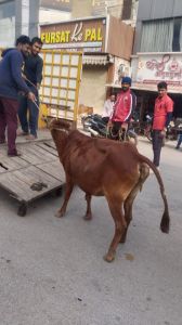  सड़क से उठाकर मवेशियों को निगम ने भेजा कांजी हाउस