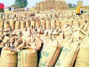  बालोद जिले में  अब तक 04 लाख 17 हजार 947 मीट्रिक टन से अधिक धान की हुई खरीदी