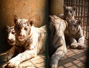   पर्यटक मैत्री बाग में सफ़ेद बाघों के 2 नर शावकों की आज से देख सकेंगे झलक 