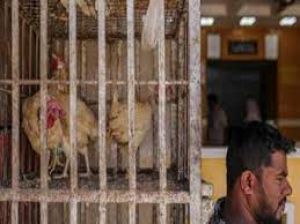  22 जनवरी को बंद रहेंगी पशु वध गृह और मांस बिक्री की दुकानें