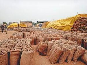  अतिवृष्टि, ओलावृष्टि तथा आकाशीय बिजली गिरने से अधिसूचित फसलों के नुकसान होने पर दी जाएगी क्षतिपूर्ति राशि