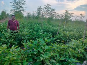  कुंवर सिंह किसान बैंगन, टमाटर की खेती से साल में 25 लाख रूपए का शुद्ध मुनाफा कमा रहे