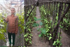  कृषि विश्वविद्यालय के प्रयासों से छुईखदान के देशी कपूरी पान को मिली पहचान