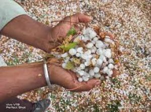 बेमौसम बारिश और ओलावृष्टि से बीमित फसलों को हुई क्षति की जानकारी दें किसान 