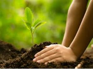 छत्तीसगढ़ में हरियाली को बढ़ाने विशेष अभियान छत्तीसगढ़ में हरियाली को बढ़ाने विशेष अभियान