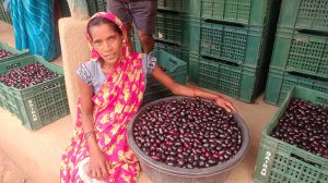 मौसमी फल जामुन के व्यवसाय से महिलाओं को मिल रहा है आर्थिक स्वावलंबन