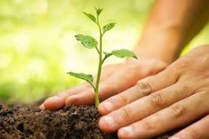  दंतेवाड़ा जिले के आश्रम, छात्रावासों में अब तक रोपे गए 3 हजार 5 सौ 21 पौधे