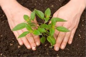   एक पेड़ मां के नाम अभियान के तहत 12 जुलाई को पौधरोपण कार्यक्रम का आयोजन