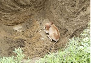  निगम जोन 9 की टीम ने  गड्ढे में गिरे मवेशी को सुरक्षित बाहर निकाला       