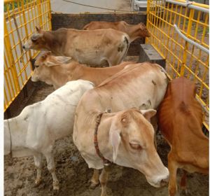 नगर निगम द्वारा आवारा मवेशियों की धरपकड़ निरन्तर जारी   