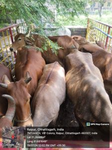   निगम जोन 9 ने खम्हारडीह में डेयरी पर कार्यवाही की, 28 गायों को निगम सीमा से बाहर शिफ्ट किया                        