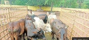   निगम ने अभियान चलाकर निगम क्षेत्र में 121 आवारा मवेशियों को सड़कों से पकड़कर गौठान भेजा                                   