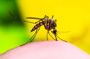  टाइफाइड, डायरिया, डेंगू और मलेरिया से बचाव के लिए जनता से सावधानी बरतने की अपील