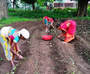  बिहान समूह की दीदियां हल्दी की खेती की ओर बढ़ रही आगे