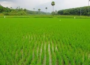 16 अगस्त 2024 तक करा सकते है प्रधानमंत्री फसल बीमा योजनान्तर्गत फसलों का बीमा 16 अगस्त 2024 तक करा सकते है प्रधानमंत्री फसल बीमा योजनान्तर्गत फसलों का बीमा