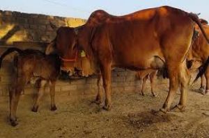 पशु प्रबंधन के लिए 7 को तुरकाडीह में जनचौपाल पशु प्रबंधन के लिए 7 को तुरकाडीह में जनचौपाल